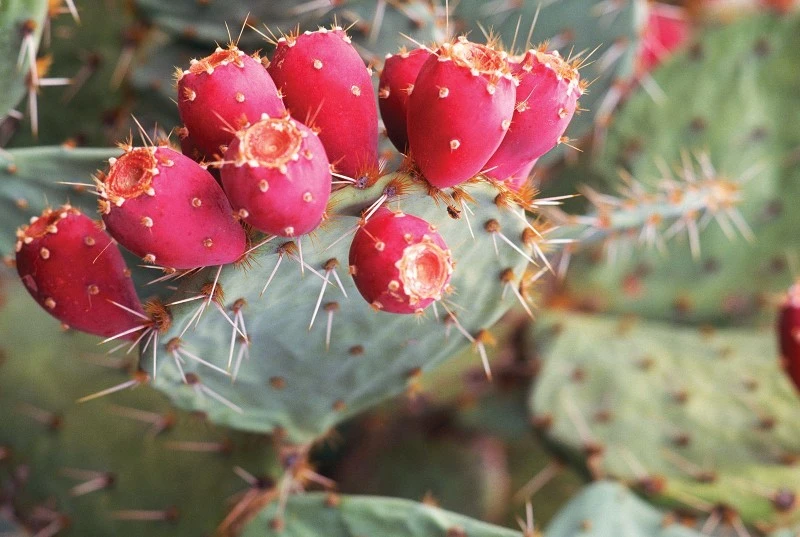 Prickly Pear Extract Prickly Pear Extract