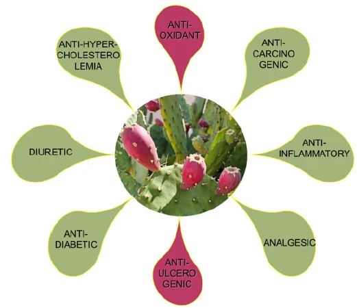 Prickly Pear Extract Main Application Areas Prickly Pear Extract Main Application Areas